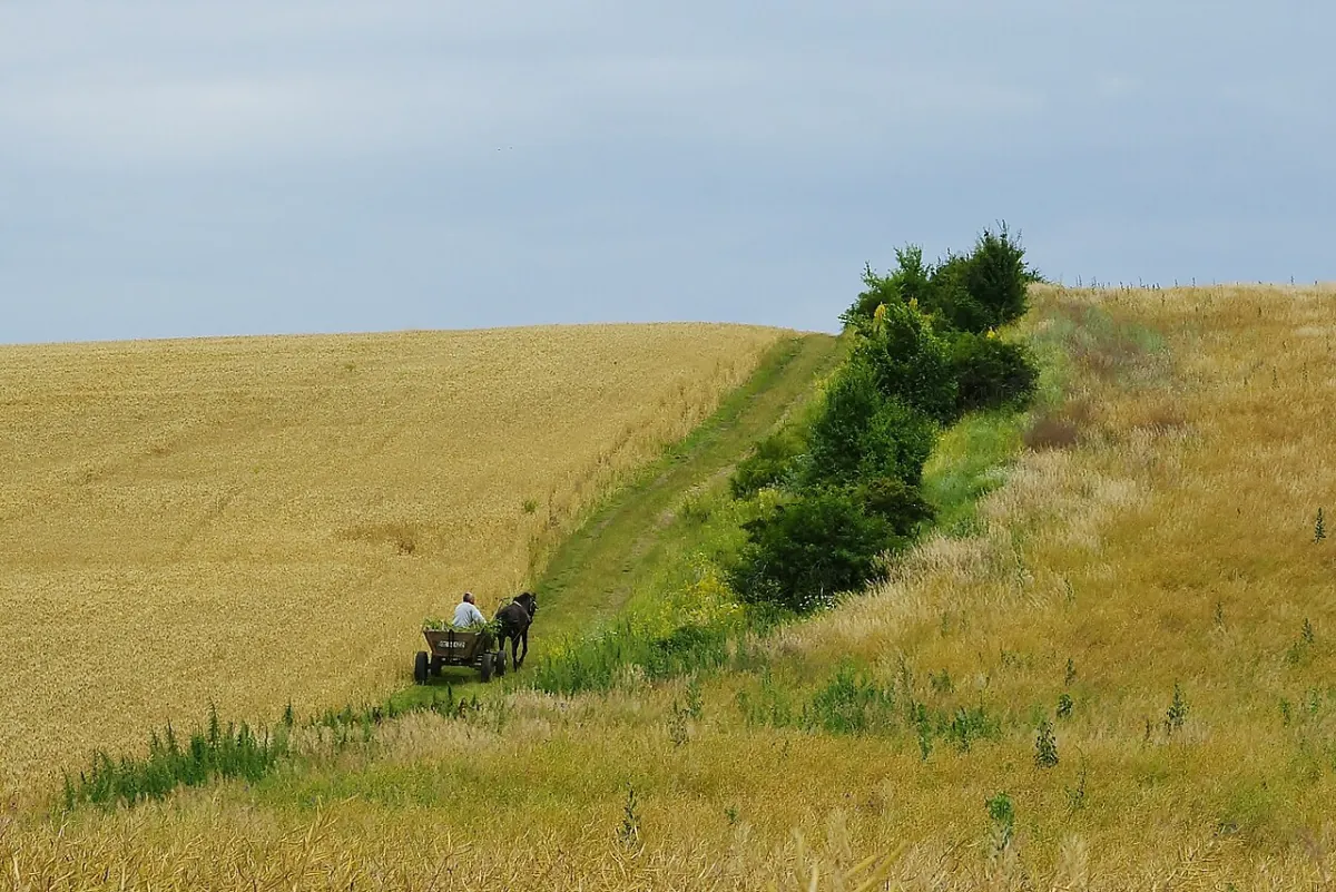 Câmp de grâu cu perdea de arbori