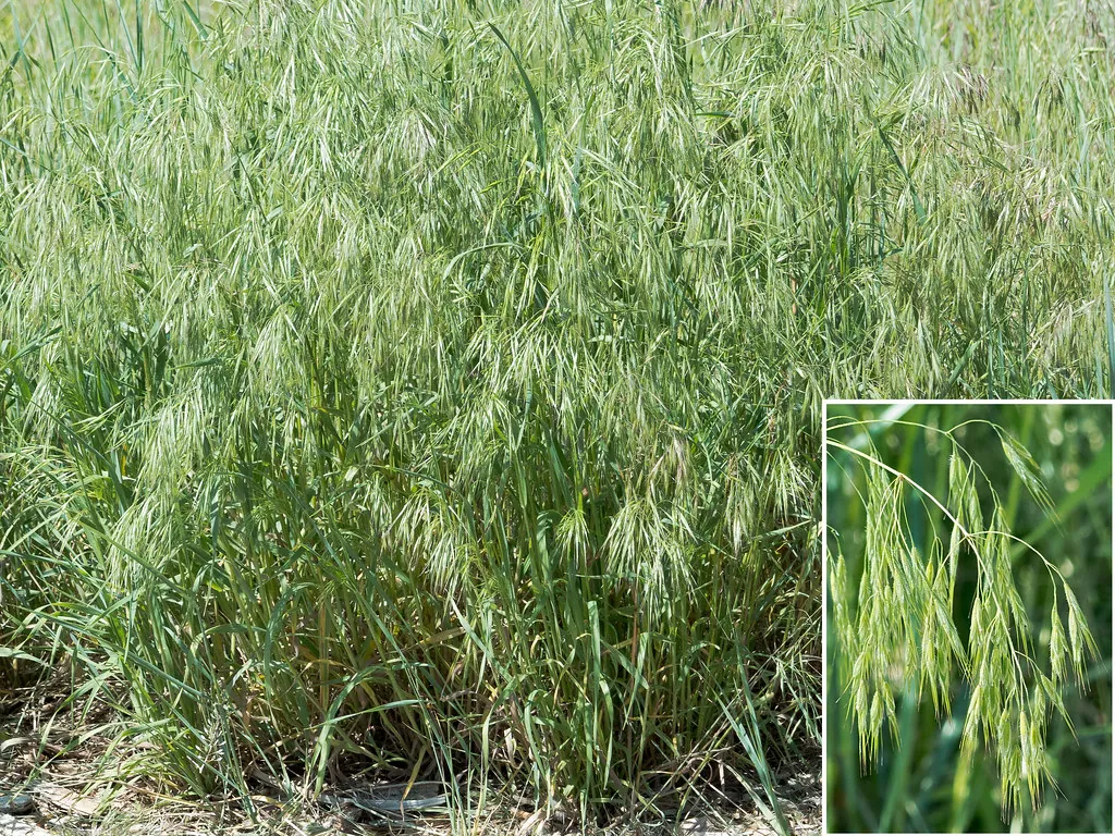 Cultură verde deasă, la stadiul în care tratamentul prinde cel mai bine