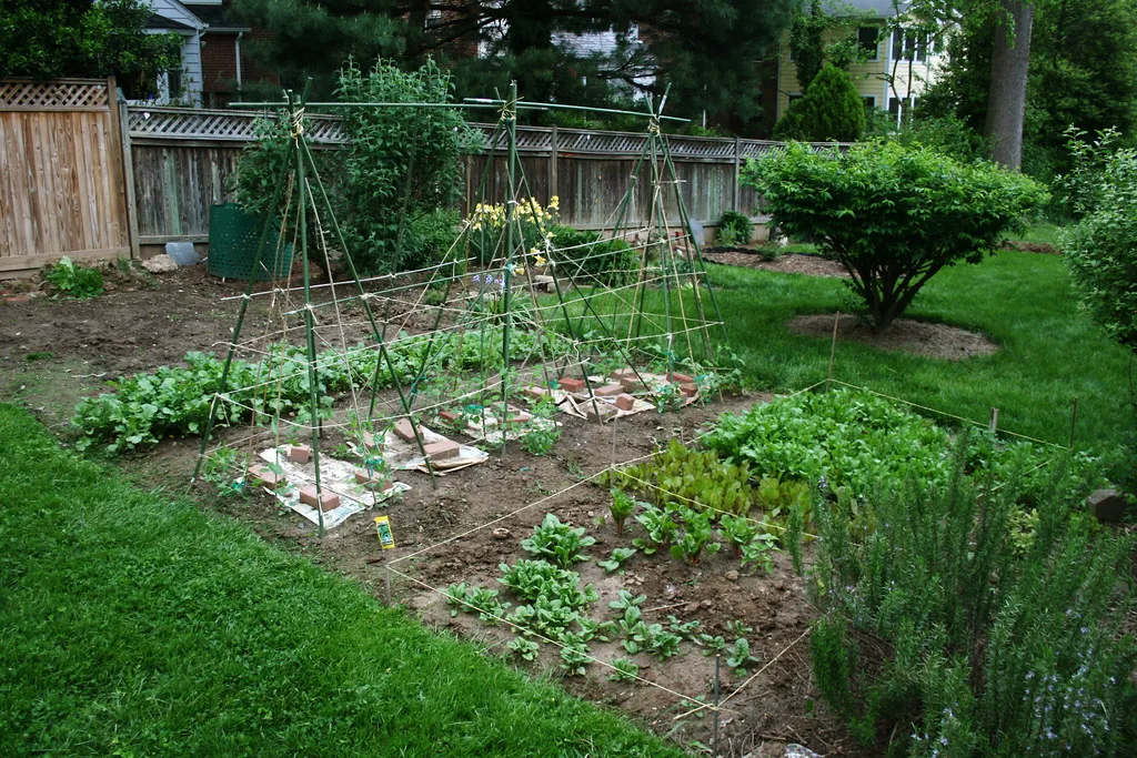 Straturi de legume într-o grădină de casă, cu răsaduri tinere