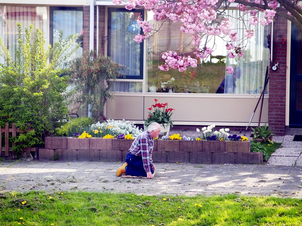 Grădină cu flori lângă o casă